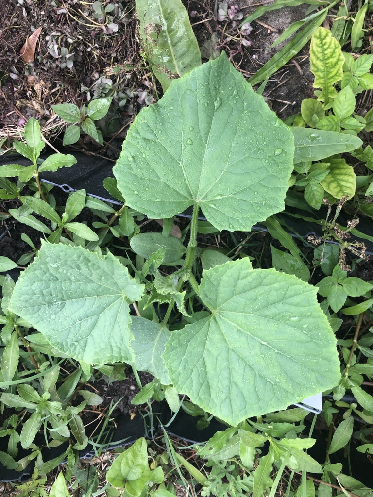 Cucumber — botanical reference photograph