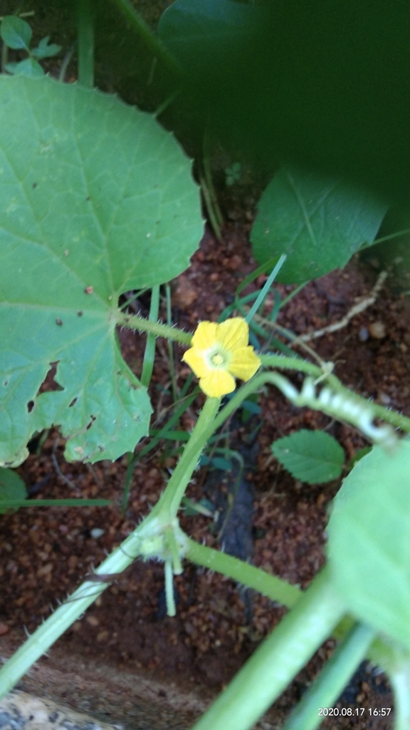 Cucumber — botanical reference photograph