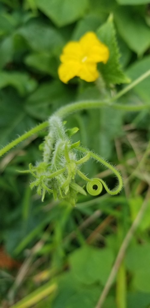 Cucumber — botanical reference photograph