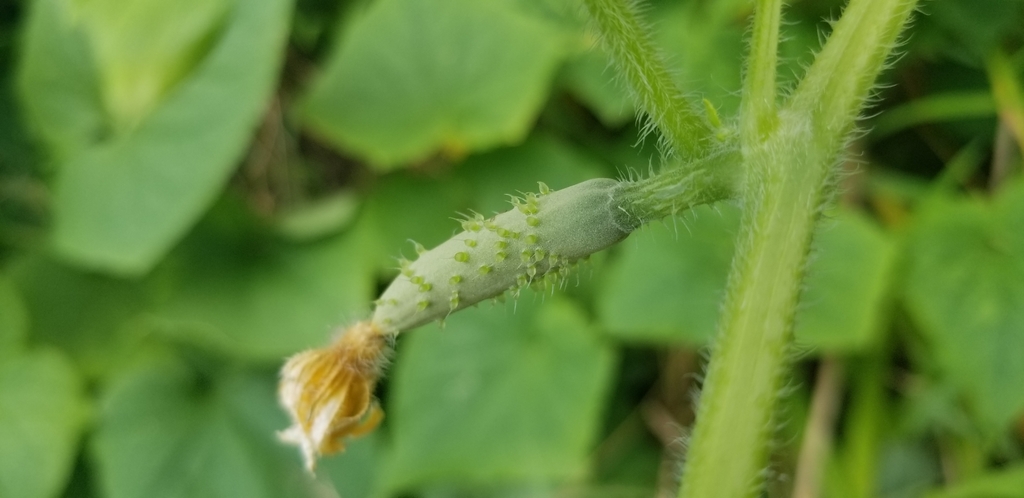 Cucumber — botanical reference photograph
