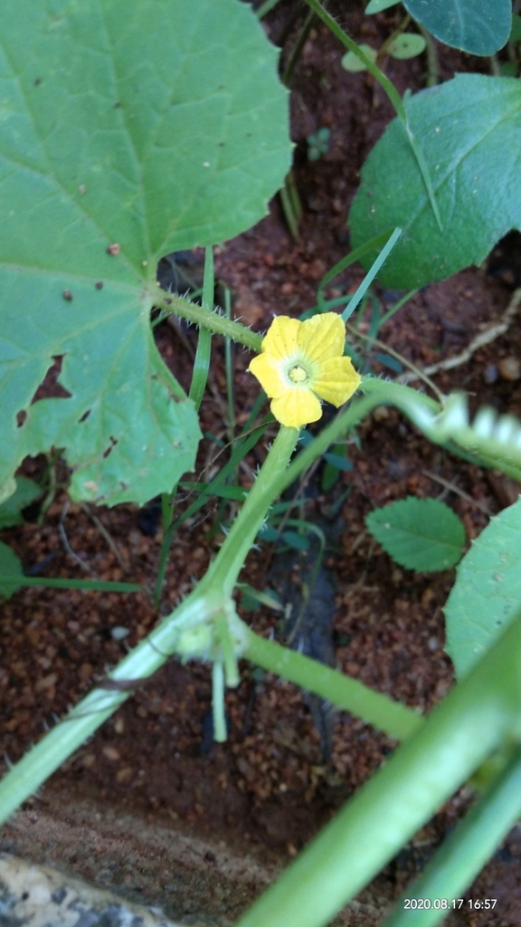 Cucumber — botanical reference photograph
