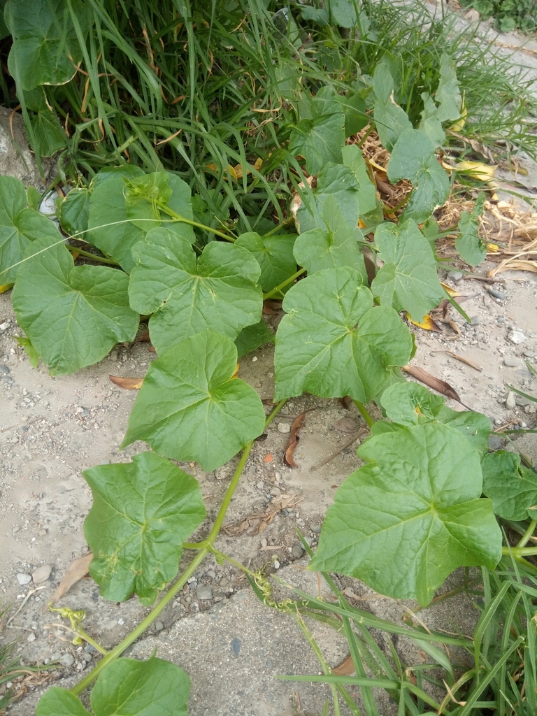 Cucumber — botanical reference photograph
