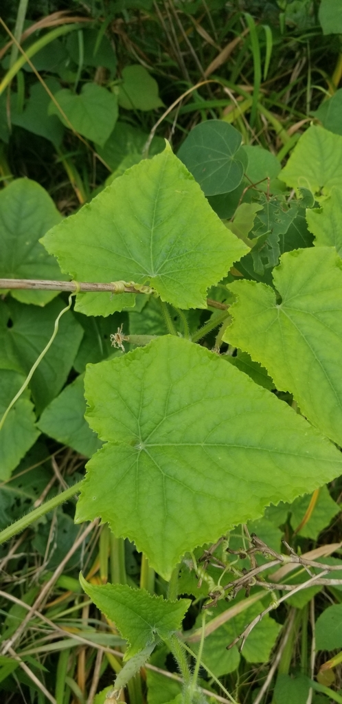 Cucumber — botanical reference photograph