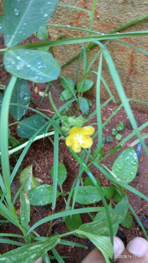 Cucumber — botanical reference photograph
