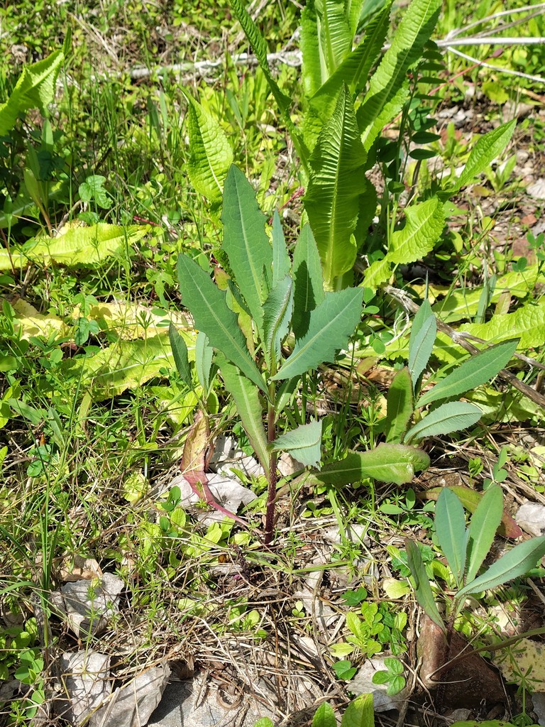 prickly lettuce — botanical reference photograph