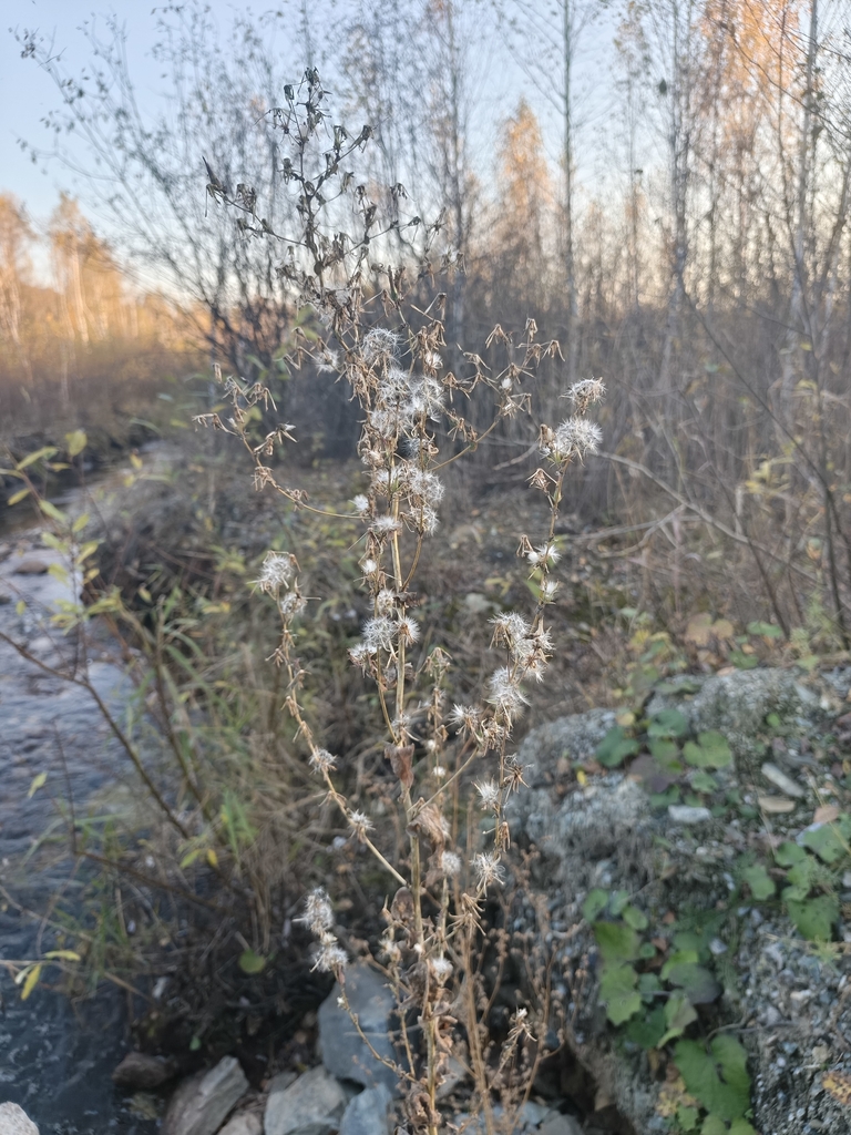 prickly lettuce — botanical reference photograph