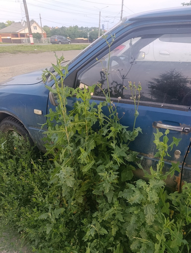 prickly lettuce — botanical reference photograph