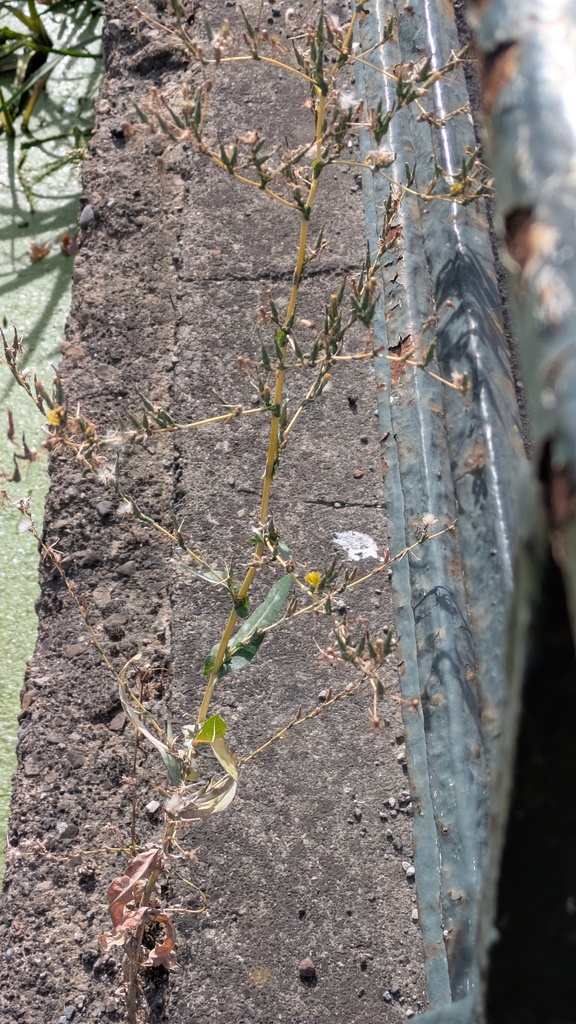 prickly lettuce — botanical reference photograph