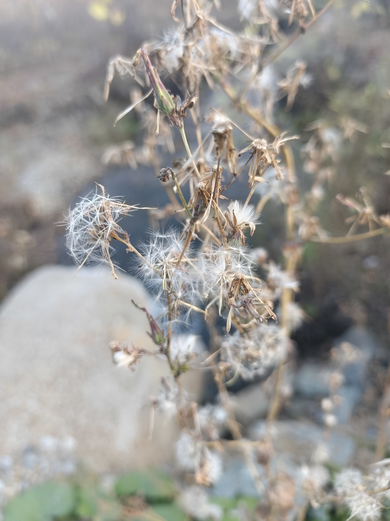 prickly lettuce — botanical reference photograph