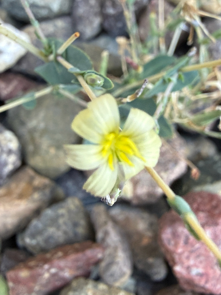 prickly lettuce — botanical reference photograph