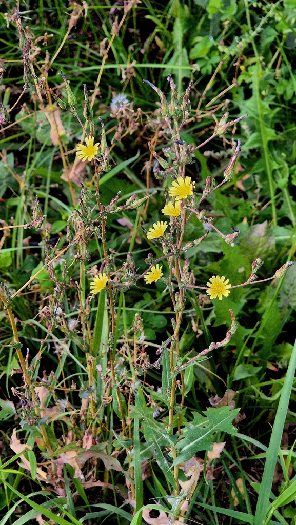 prickly lettuce — botanical reference photograph