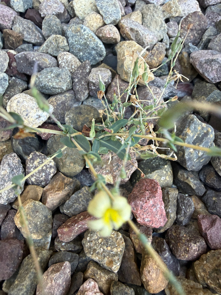 prickly lettuce — botanical reference photograph