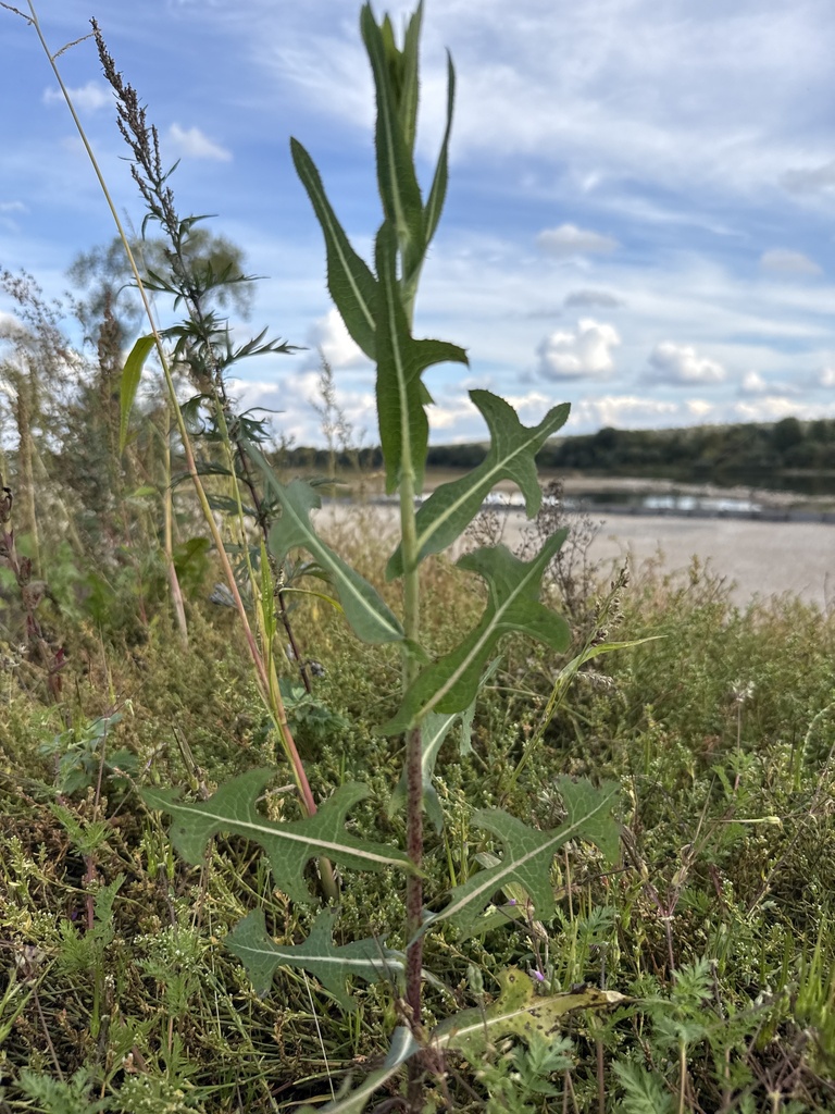 prickly lettuce — botanical reference photograph