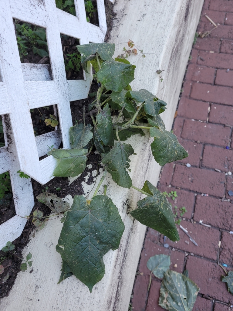 Cucumber — botanical reference photograph