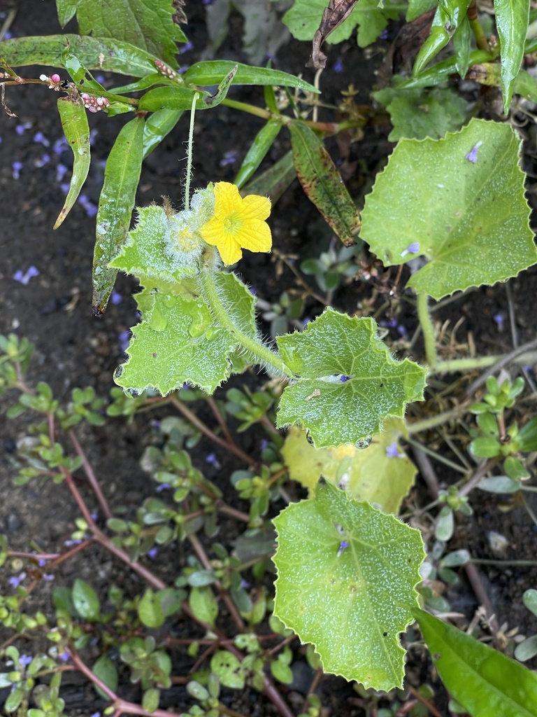 Cucumber — botanical reference photograph