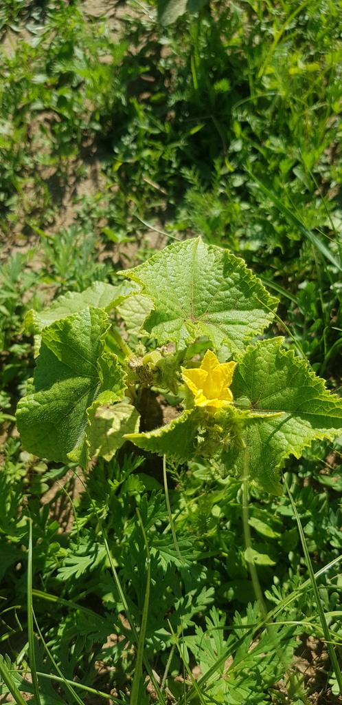Cucumber — botanical reference photograph