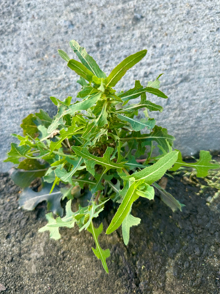 prickly lettuce — botanical reference photograph