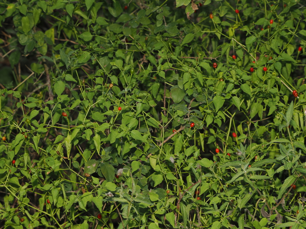 chili pepper — botanical reference photograph