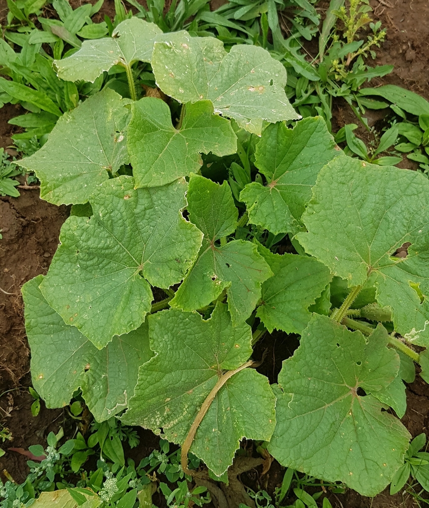 Cucumber — botanical reference photograph