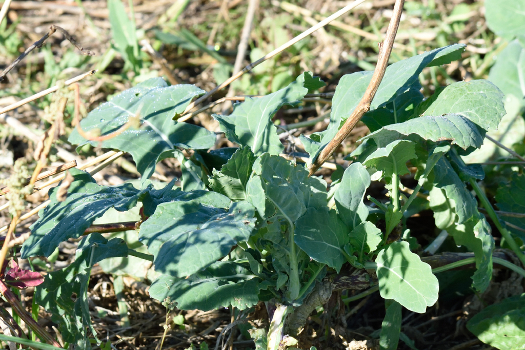 cabbage, broccoli, and allies — botanical reference photograph