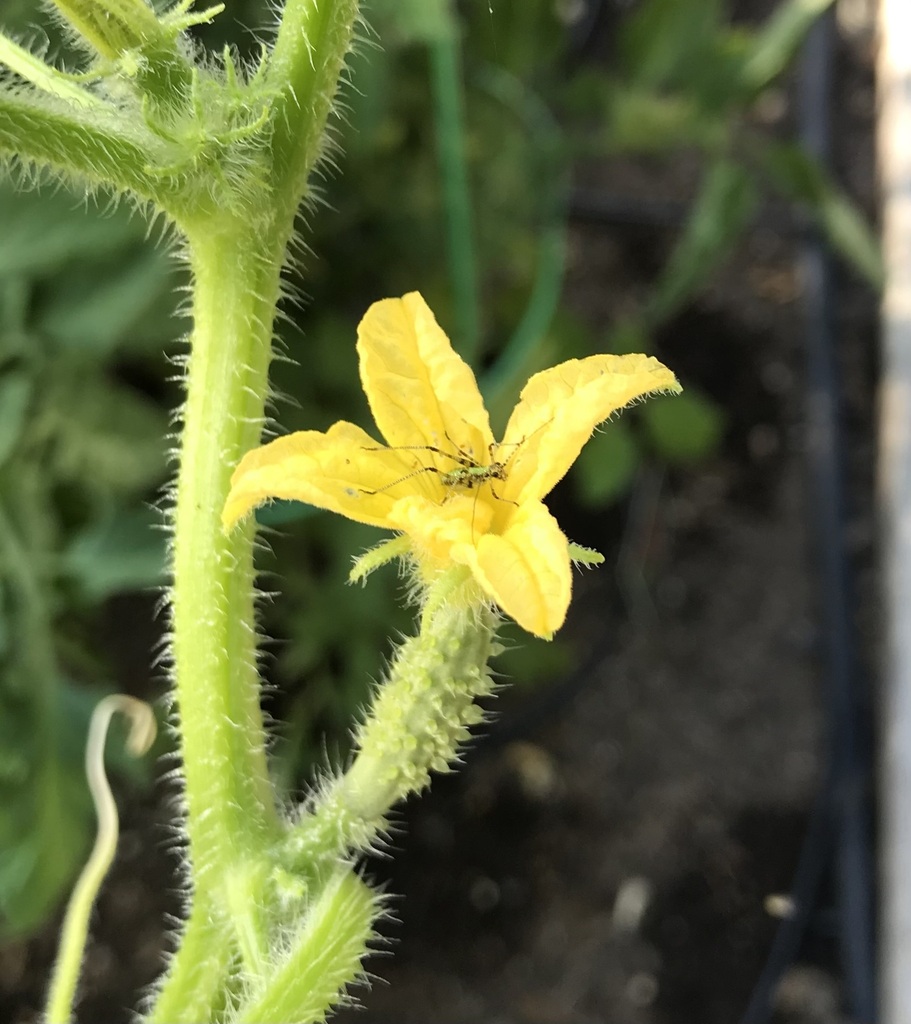 Cucumber — botanical reference photograph