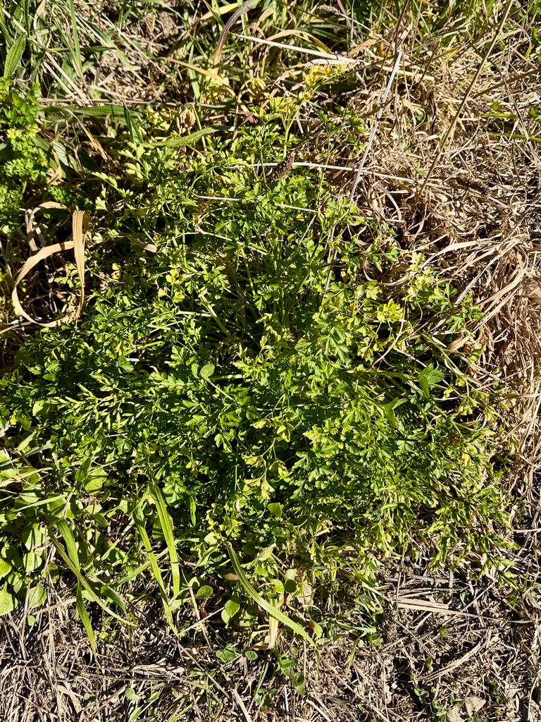 garden parsley — botanical reference photograph