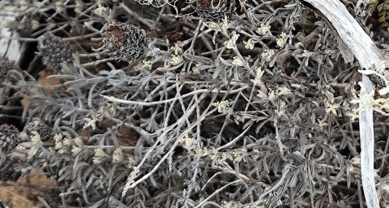 topped lavender — botanical reference photograph