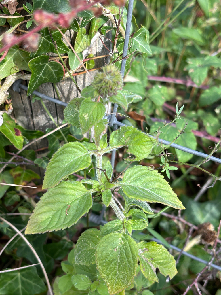 watermint — botanical reference photograph