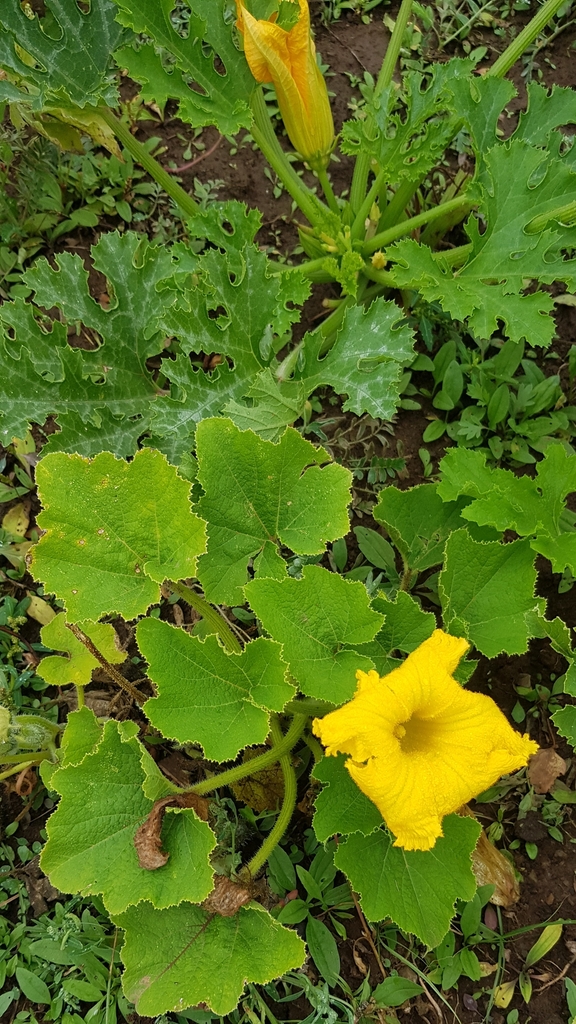 Cucumber — botanical reference photograph