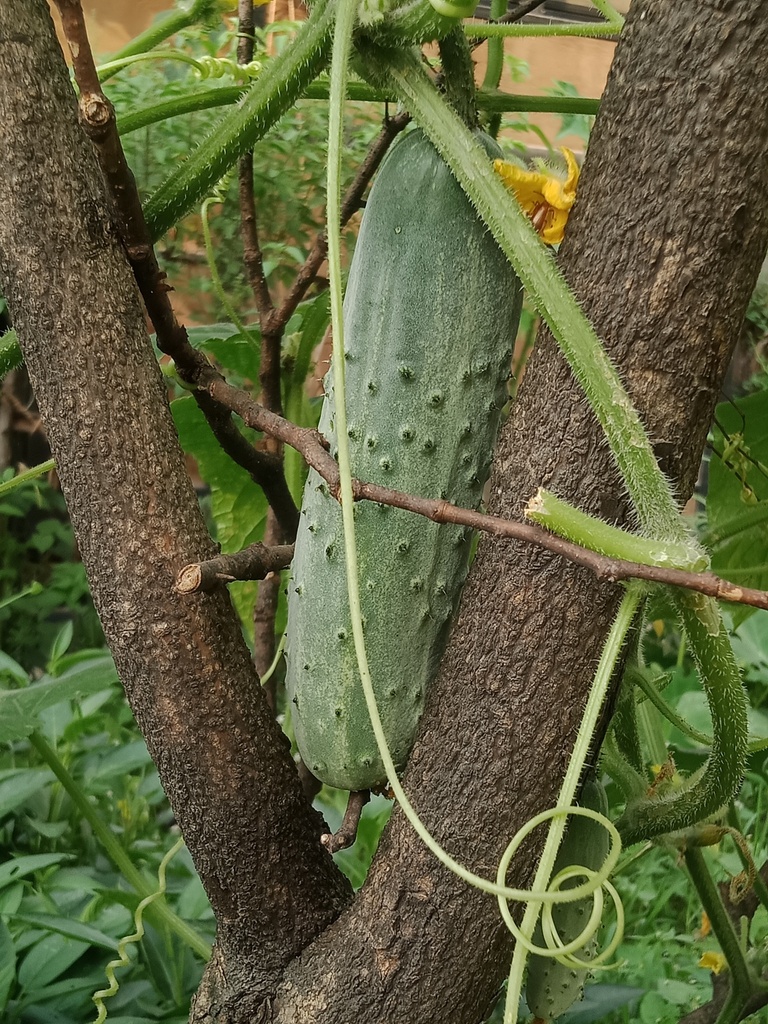 Cucumber — botanical reference photograph