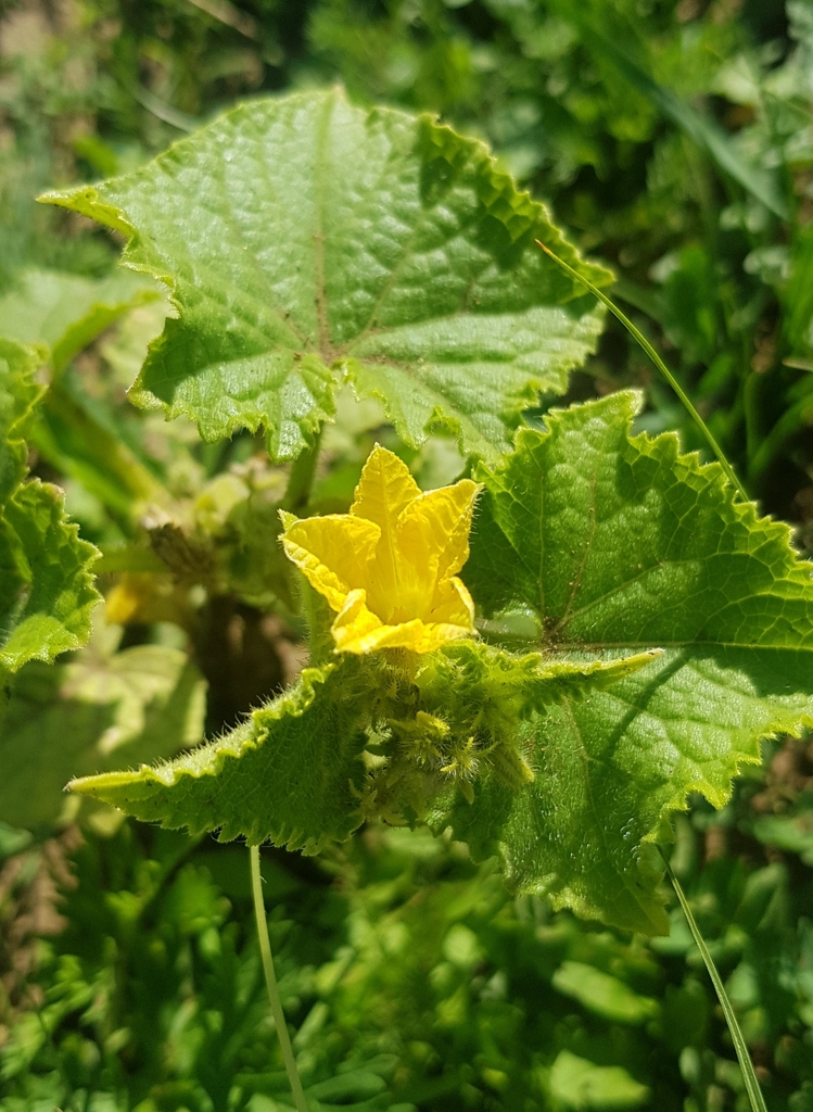 Cucumber — botanical reference photograph