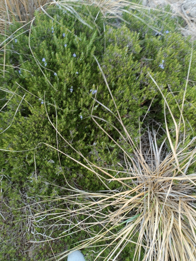 Rosemary — botanical reference photograph
