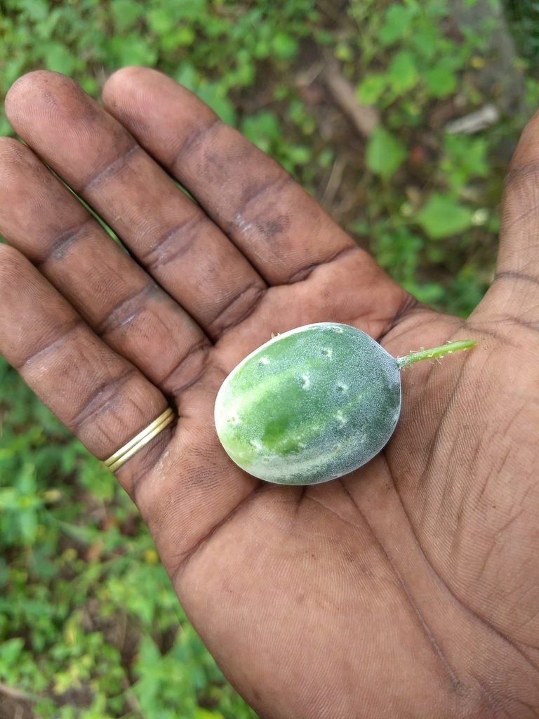 Cucumis sativus hardwickii — botanical reference photograph