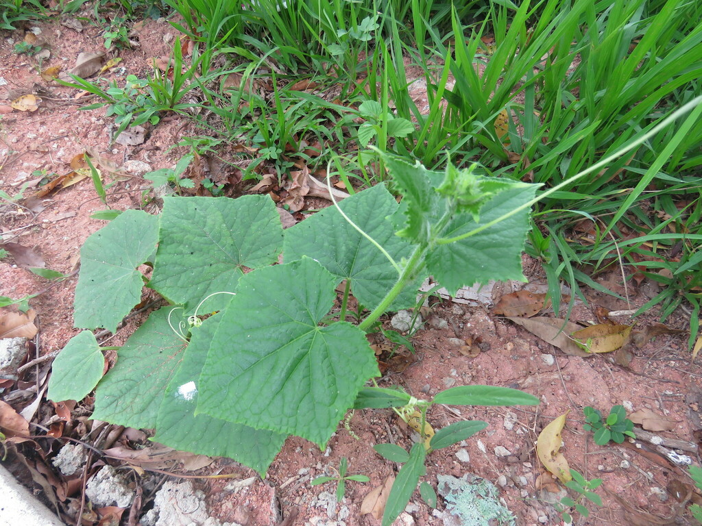 Cucumber — botanical reference photograph