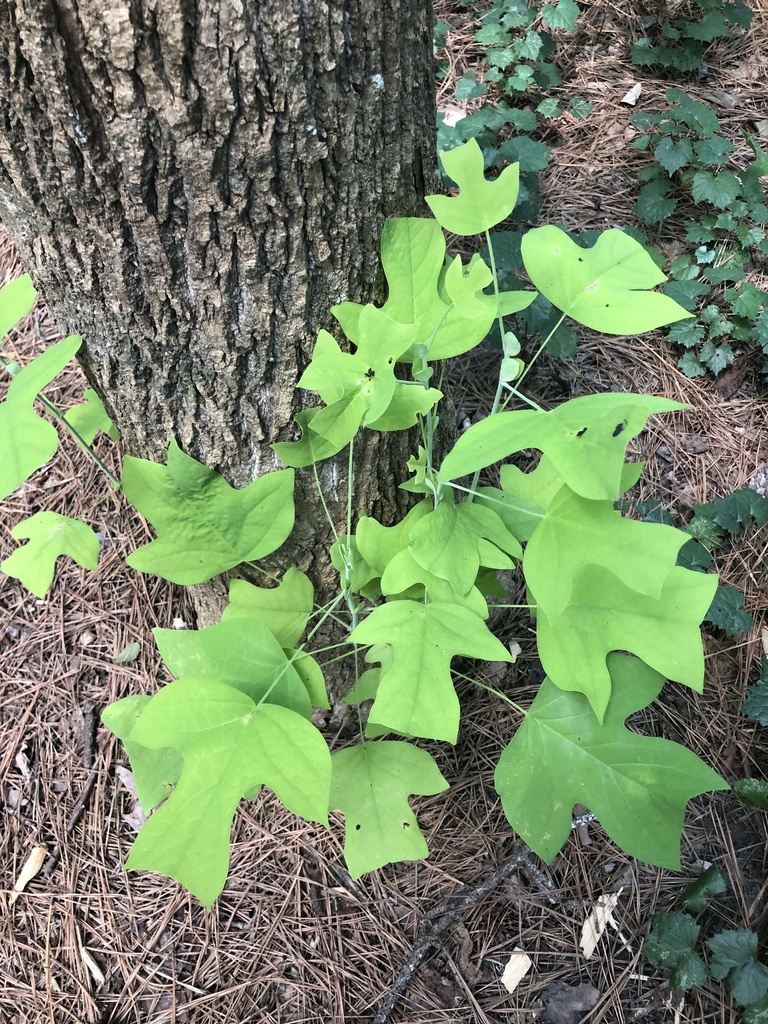 American tuliptree — botanical reference photograph