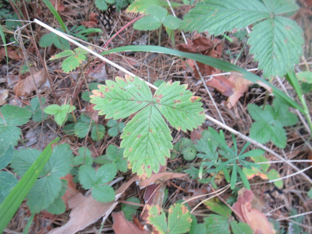 woodland strawberry — botanical reference photograph
