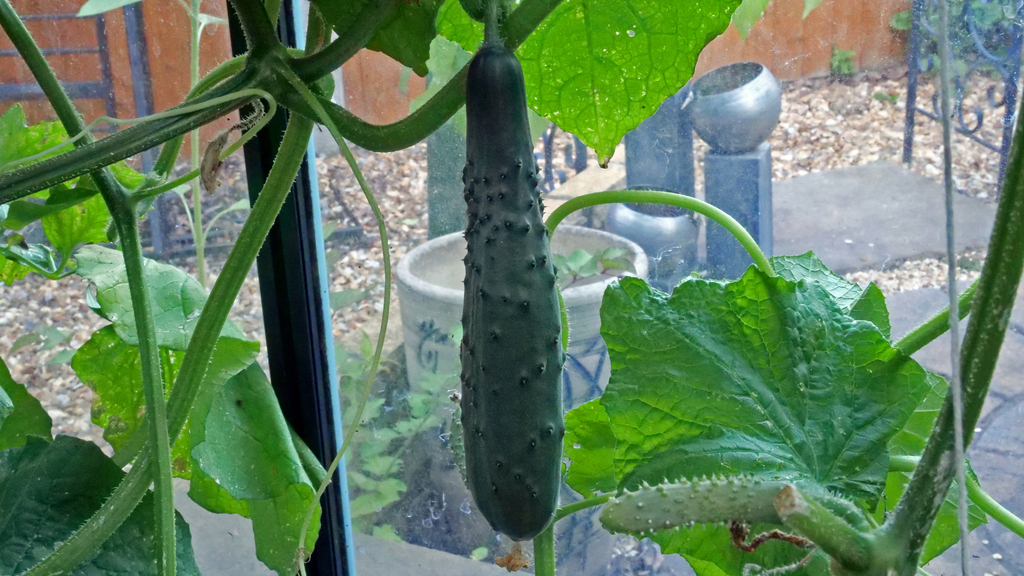 Cucumber — botanical reference photograph