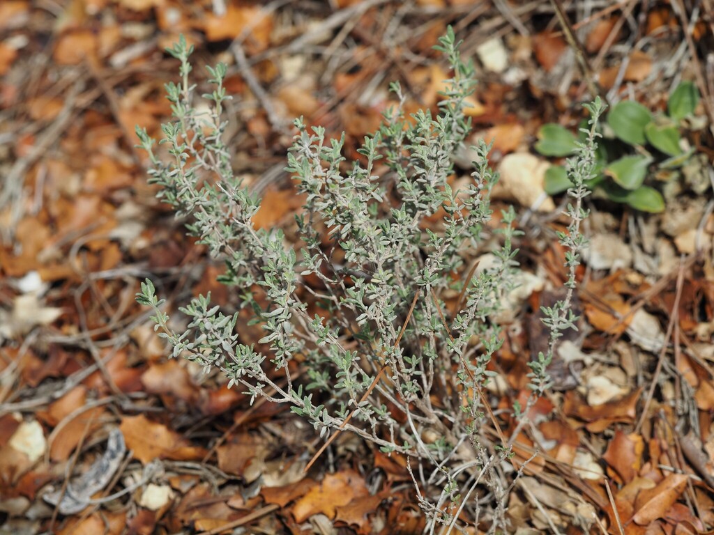 common thyme — botanical reference photograph