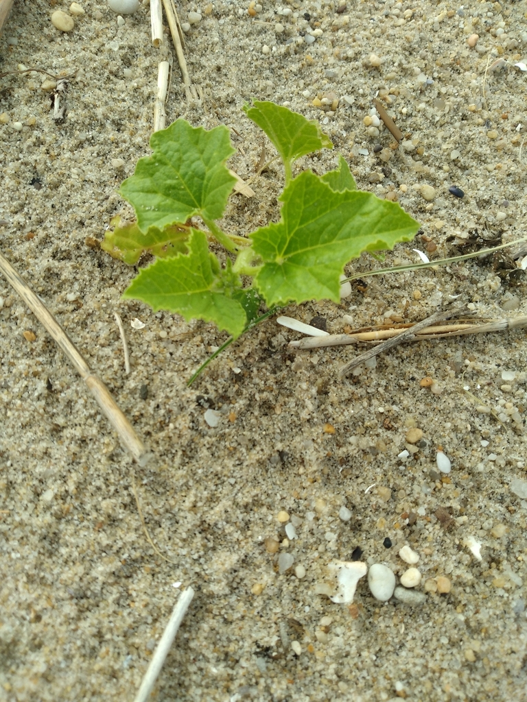 Cucumber — botanical reference photograph